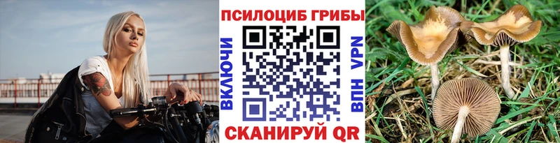 Купить  Можга  Галлюциногенные грибы Psilocybine cubensis 